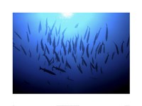 Into the Deep Fine Art Print