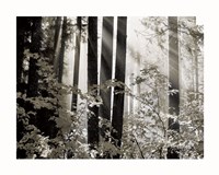 Misty Forest Fine Art Print