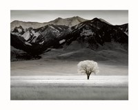 Solitary Tree Fine Art Print