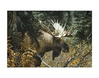 14" x 11" Moose Pictures