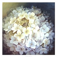 Hydrangea Portrait Fine Art Print