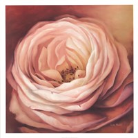 Rose Portrait Fine Art Print