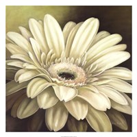 Daisy Portrait Fine Art Print