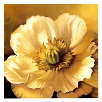 Poppy Portrait Fine Art Print