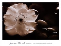 Gardenia I by Jeanne Michel - 26" x 20"