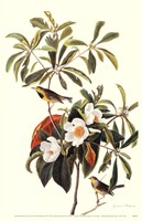 Bachman's Warbler Fine Art Print