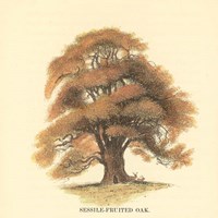 Sessile-Fruited Oak Framed Print