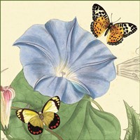 Morning Glory Fine Art Print