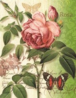 Rose Splendor II Fine Art Print