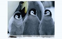 March of the Penguins Baby Penguins Fine Art Print