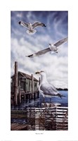 Seagull Key Fine Art Print