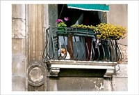 Dog on a Balcony in Cannaregio Fine Art Print