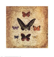Papillons III Fine Art Print