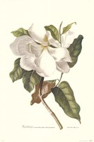 Magnolia Maxime Flore by Georg Dionysius Ehret - 14" x 21" - $22.99