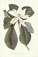Magnolia Folis Oblongis Fine Art Print
