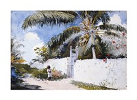 A Garden In Nassau Fine Art Print