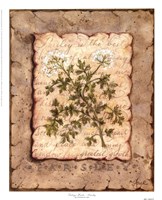 Vintage Herbs - Parsley Fine Art Print