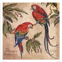 Macaw by Betty Whiteaker - 13" x 13"
