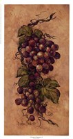 Vintage Grapevine ll Fine Art Print