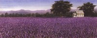 20" x 8" Lavender Fields Pictures