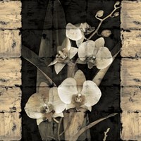 Orchids in Bloom II Fine Art Print