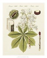 Horse Chestnut Fine Art Print