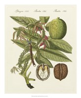 Bertuch Walnut Fine Art Print