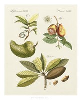 Breadfruit Fine Art Print