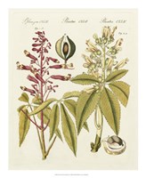 Yellow Buckeye Fine Art Print