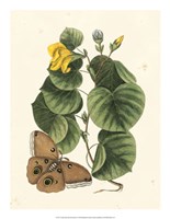 Butterfly and Botanical I Fine Art Print