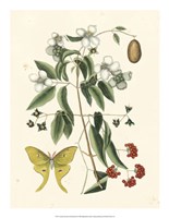 Butterfly and Botanical III Fine Art Print