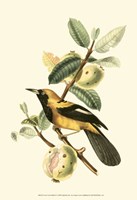 Cuvier Exotic Birds II Fine Art Print