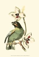 Cuvier Exotic Birds III Fine Art Print