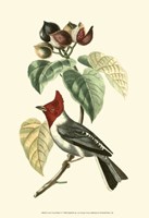 Cuvier Exotic Birds VI Fine Art Print