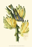 Cuvier Exotic Birds VII Fine Art Print