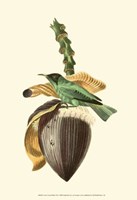 Cuvier Exotic Birds VIII Fine Art Print