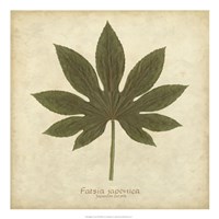 Japanese Fatsia Fine Art Print