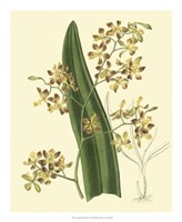 Antique Orchid Study II Fine Art Print