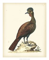 Regal Pheasants V Fine Art Print