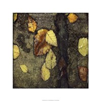Wet Pavement I Framed Print