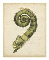 Fiddlehead Ferns II Fine Art Print