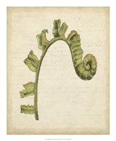 Fiddlehead Ferns III Fine Art Print