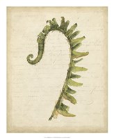 Fiddlehead Ferns IV Fine Art Print