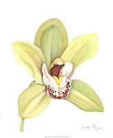 Orchid Beauty II Fine Art Print