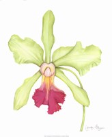 Orchid Beauty III Fine Art Print