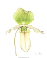 Orchid Beauty IV Fine Art Print