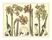 Narcissus in Bloom II Fine Art Print