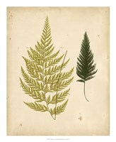 Cottage Ferns I Fine Art Print