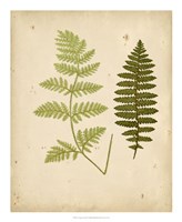 Cottage Ferns III Fine Art Print