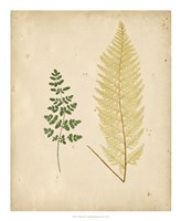 Cottage Ferns IV Fine Art Print